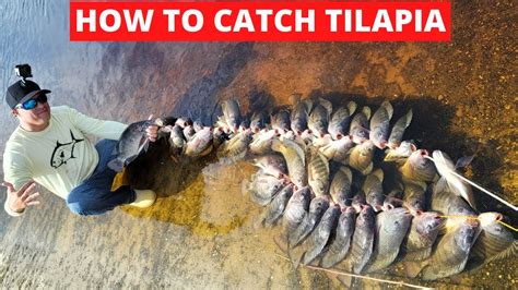 Big Bite Baits: an essential tool for tilapia fishing professionals
